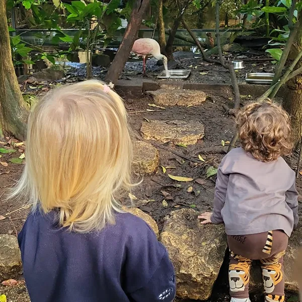 Nanosphere Trotteurs Papiliorama Papillons03