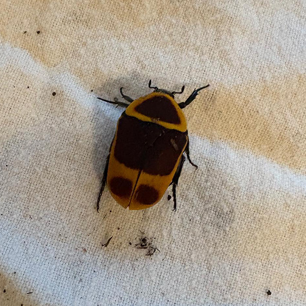 Enfants Observation Scarabees Nanosphere Ecublens 06