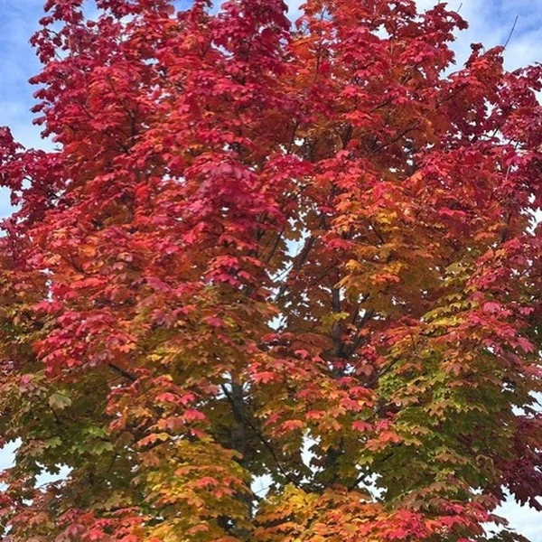 La Nanosphere Feuilles Automne Nursery Ecublens 051